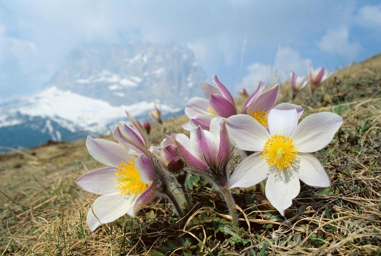 Hotel Vernel Santa Cristina Val Gardena Exteriér fotografie